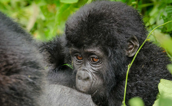 Nkuringo gorilla family, Bwindi