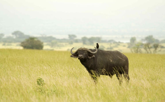 Buffalos grazing in Uganda