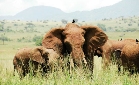 Elephants in Kidepo