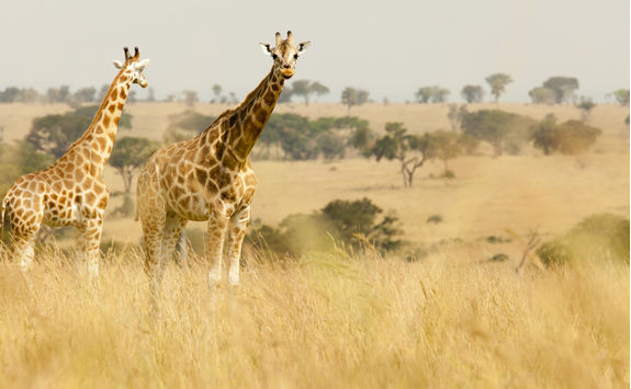 Giraffes in Kidepo
