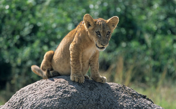 Lion cub in Uganda
