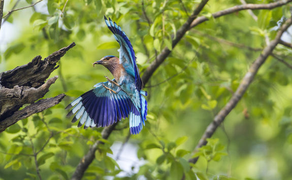 Birds park