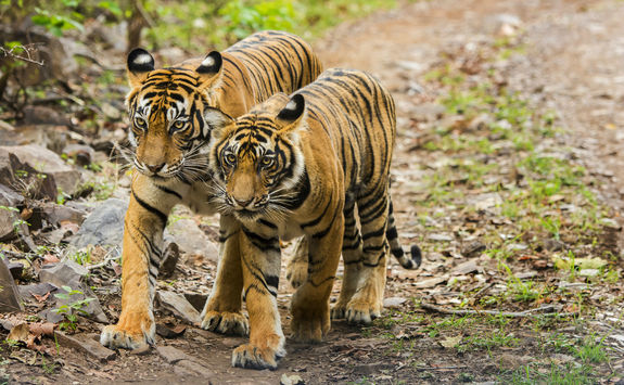 Tiger Park