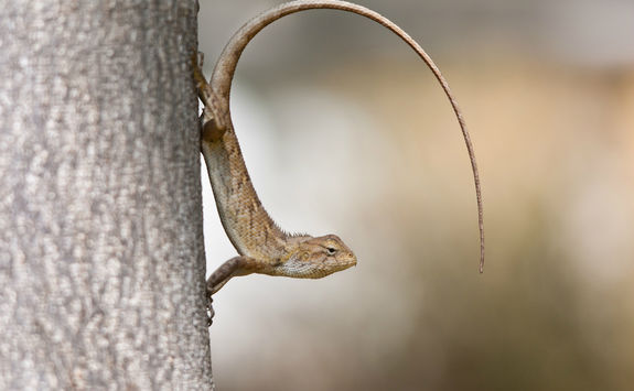 Lizard tree