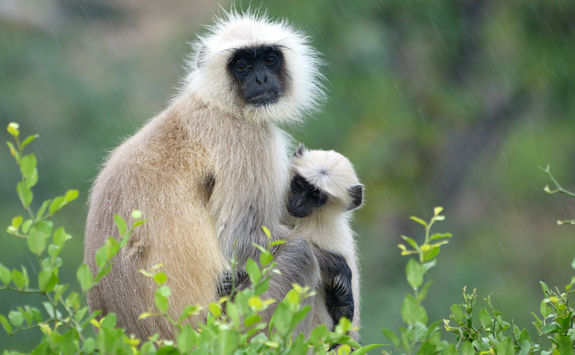 Monkeys