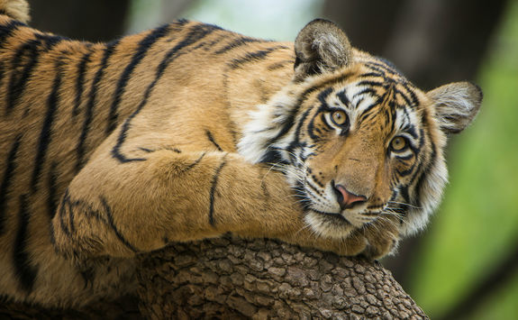 Tiger tree