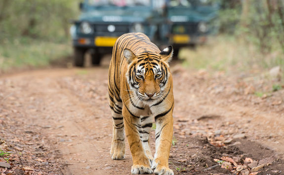 Bengal Tiger