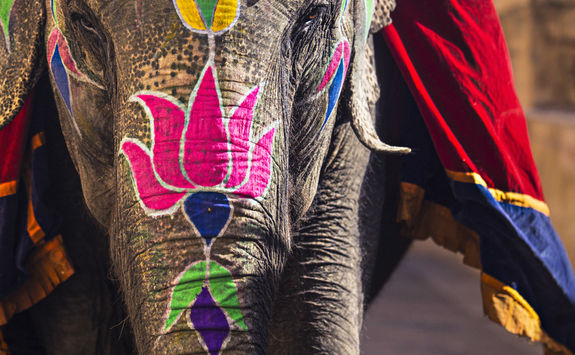 Indian Elephants