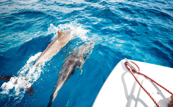 Dolphins