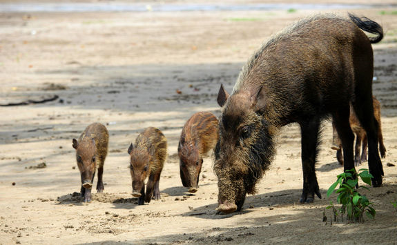 Bearded pigs family