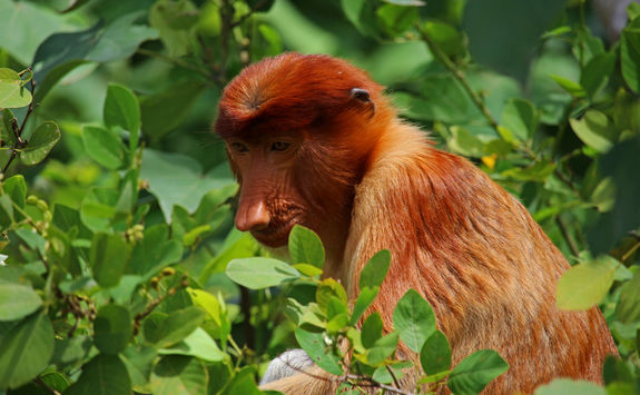 Proboscis monkey in trees