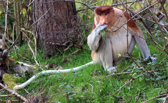 Proboscis monkey