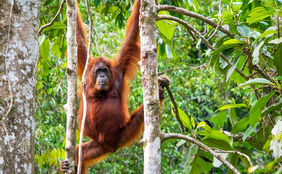 Orangutan