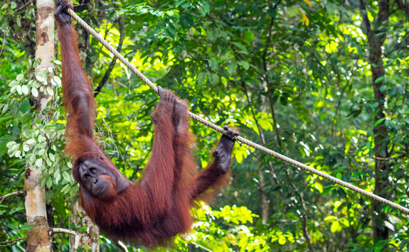 Orangutan