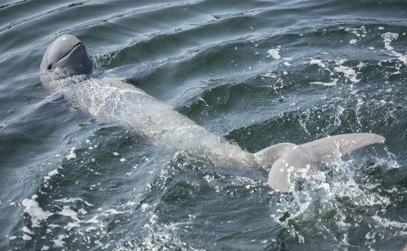 Irrawaddy dolphin in ocean