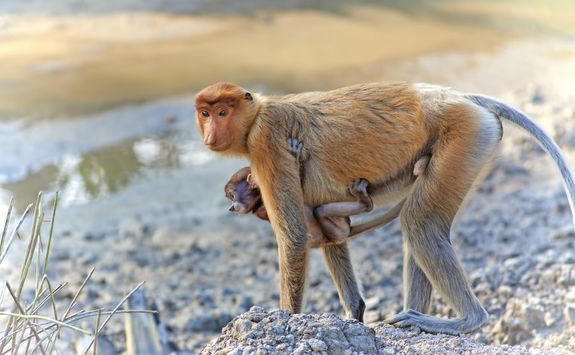 Proboscis monkey and baby