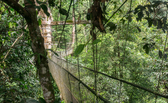 plank walk treetop canopies