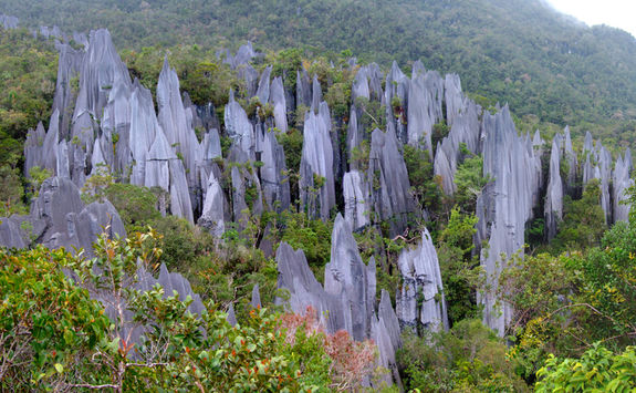 Pinnacles Mulu NP