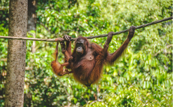 Orangutan swinging with baby