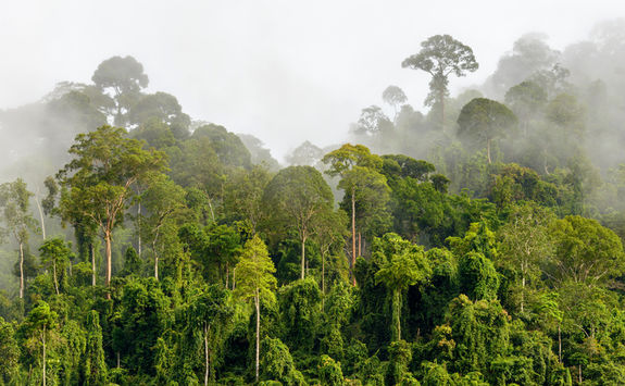 Sepilok rainforest