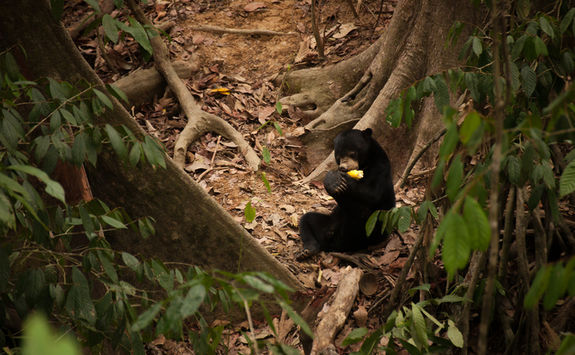 Sun bear fruit