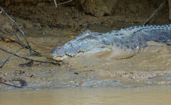 Crocodile