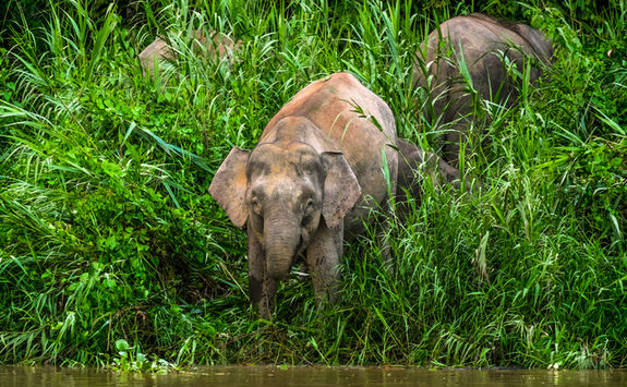elephant riverbank