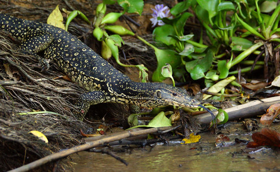 water monitor