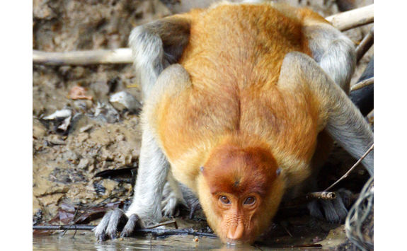 Proboscis monkey