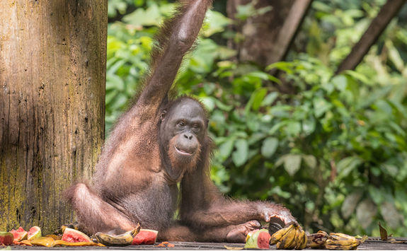Orangutan