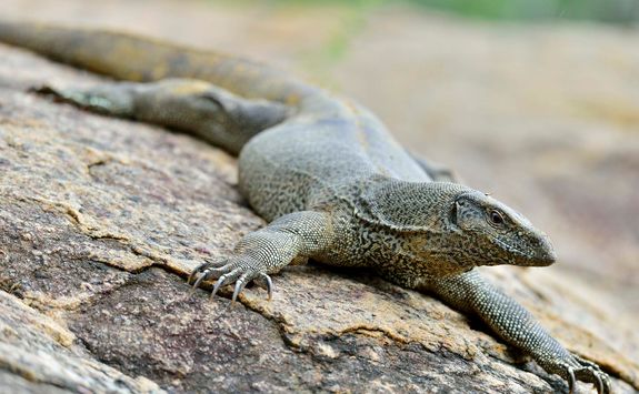 Monitor lizards