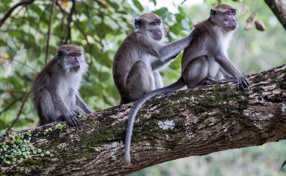 Bako monkeys