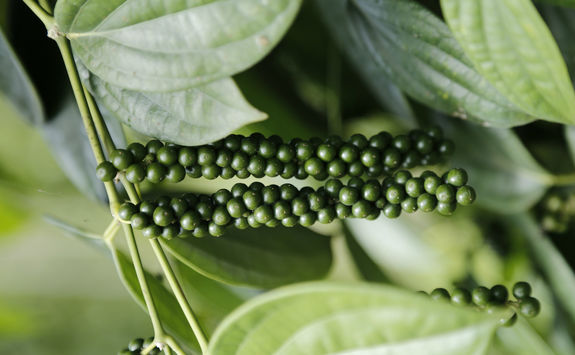Pepper Kampung
