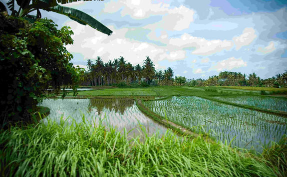 Rice fields Kampung