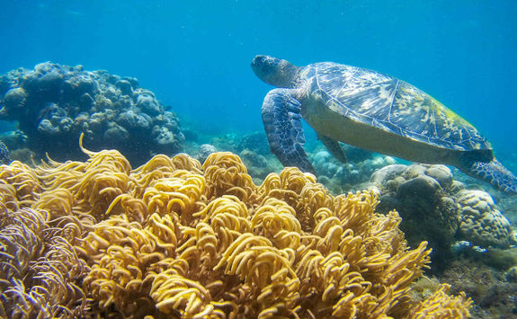 Turtle Reef Snorkelling