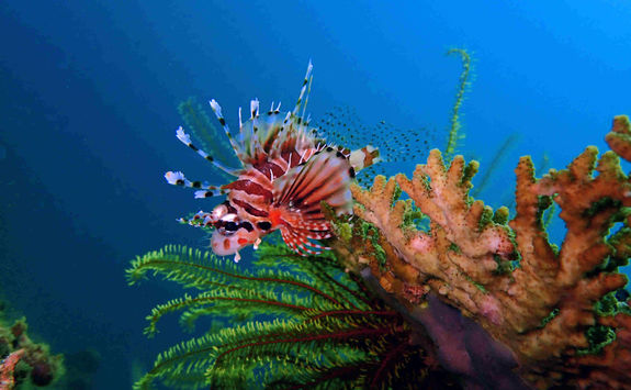 Clown Fish Borneo