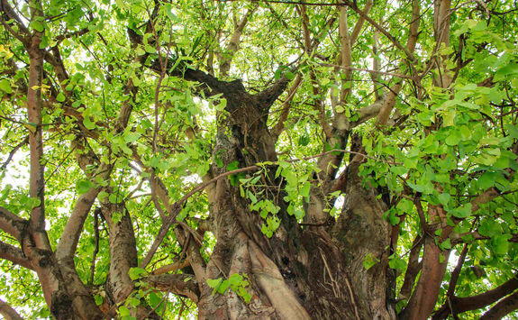 Banyan Tree Gaya Island