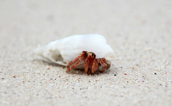 Hermit Crab Borneo
