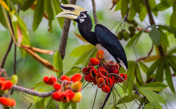 Hornbill Borneo Island