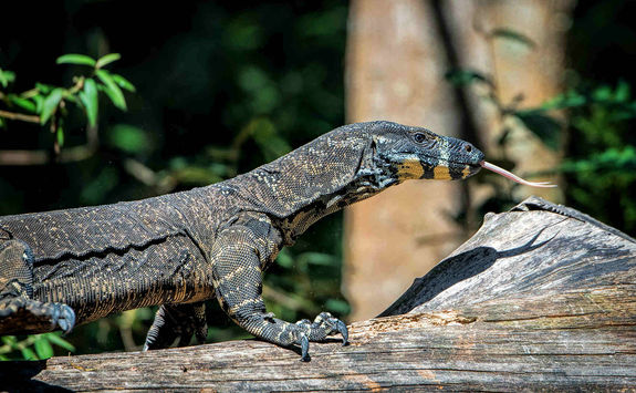 Monitor Lizard