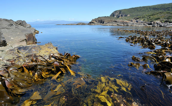 Bruny Water