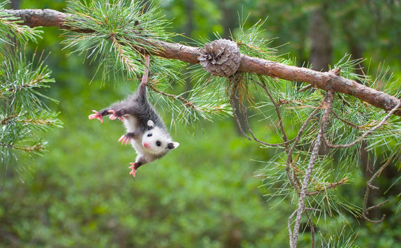 Possum portrait