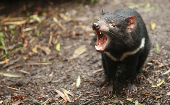 Tasmanian Devil