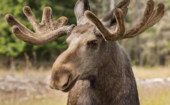 moose