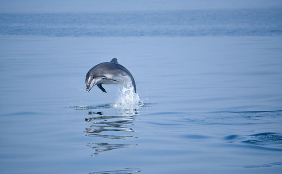 dolphin