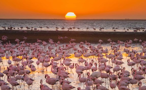 magnificent flamingos namibia