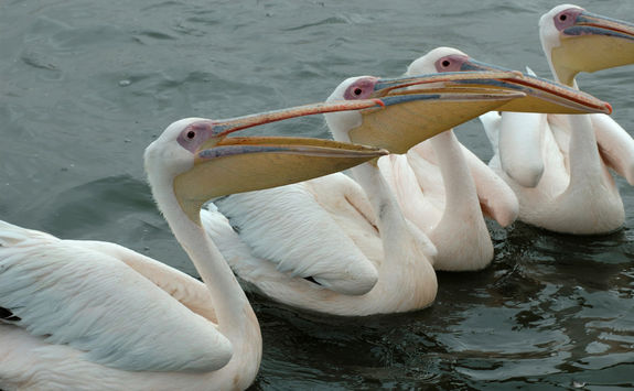 skeleton pelicans
