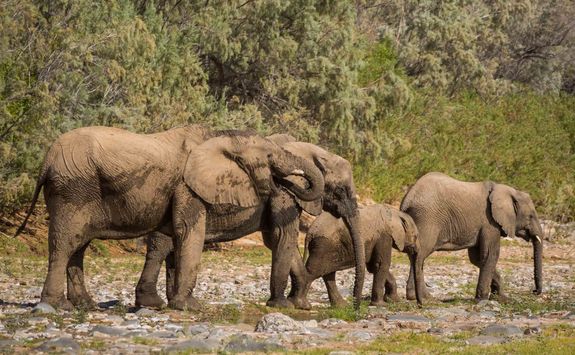 elephants the hoarusib river
