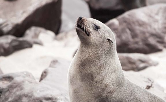 seal namibia