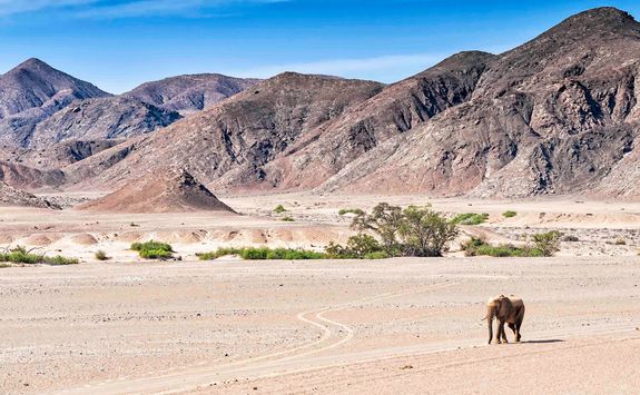 hoanib valley view elephant
